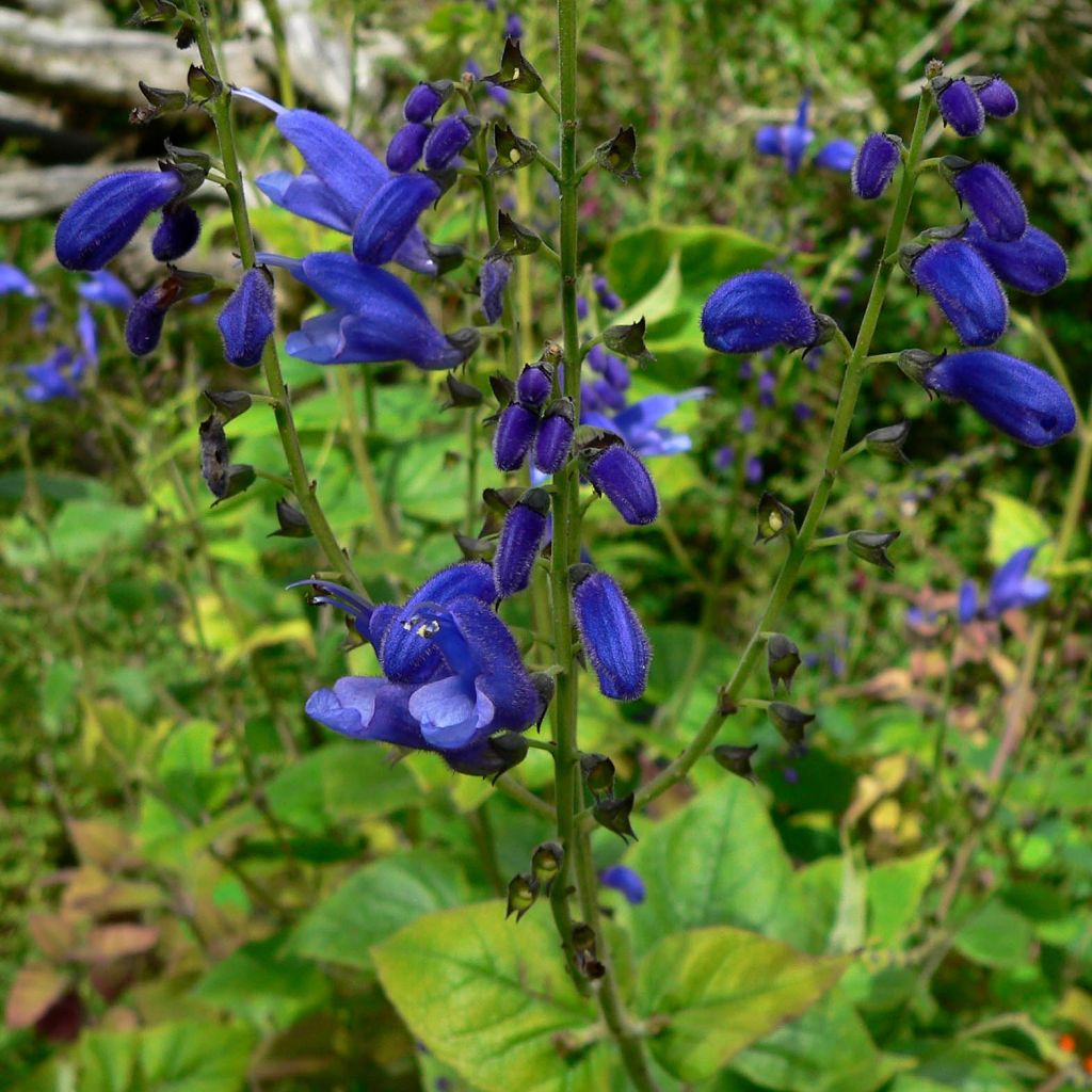 Salvia cacaliifolia - Vite blu