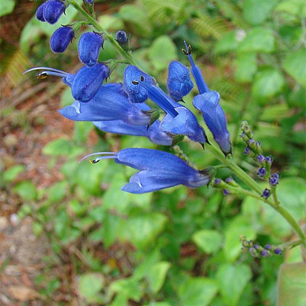 Salvia cacaliifolia - Vite blu