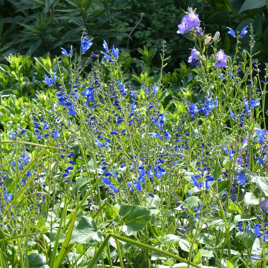 Salvia cacaliifolia - Vite blu