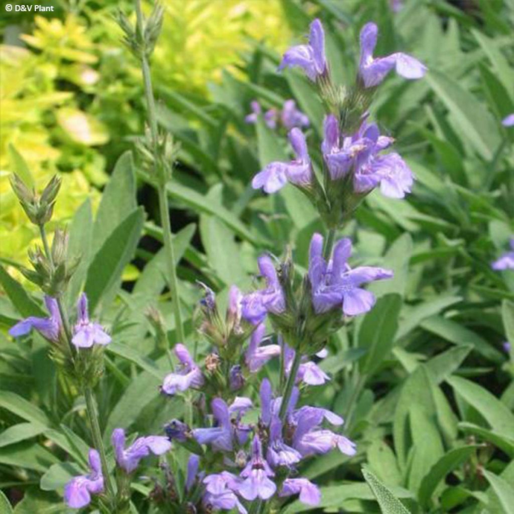 Salvia lavandulifolia - Salvia comune