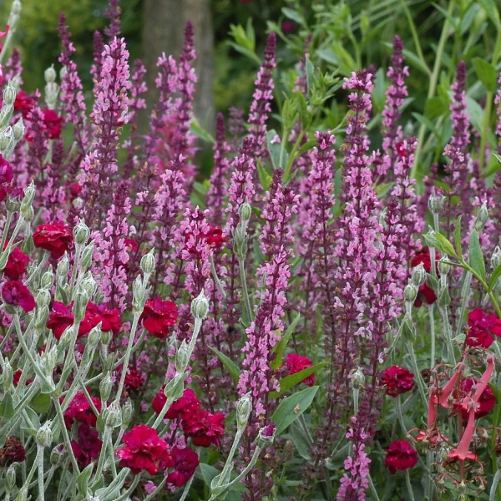 Salvia nemorosa Amethyst