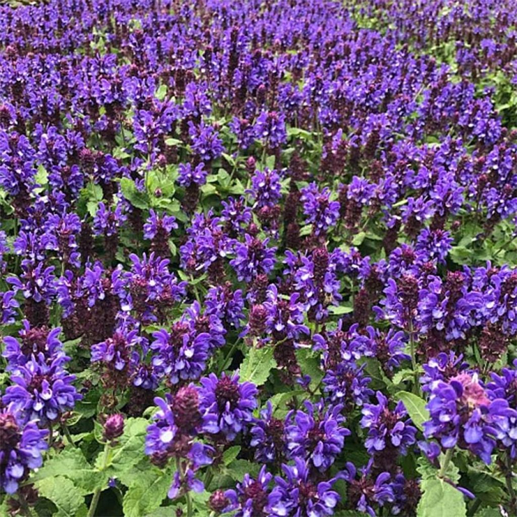 Salvia nemorosa Blue Marvel