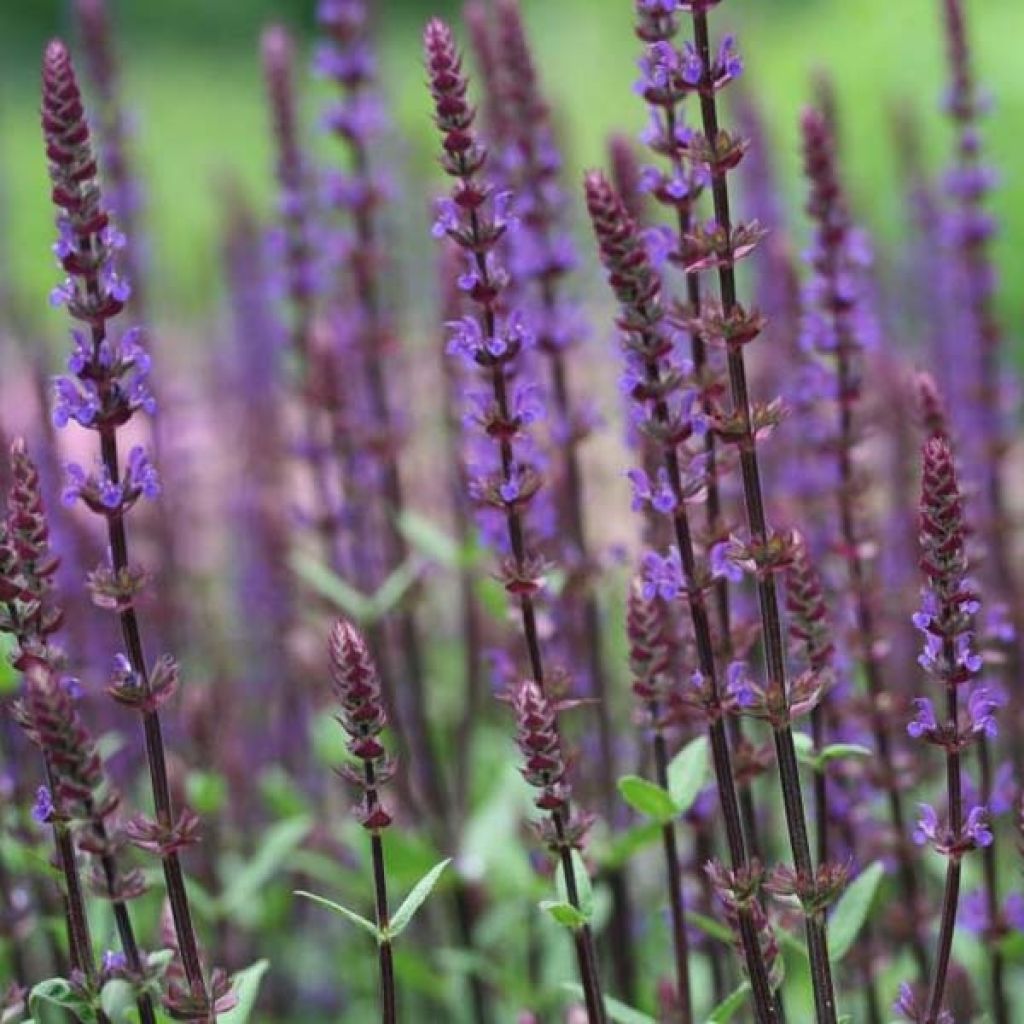 Sauge - Salvia nemorosa Caradonna