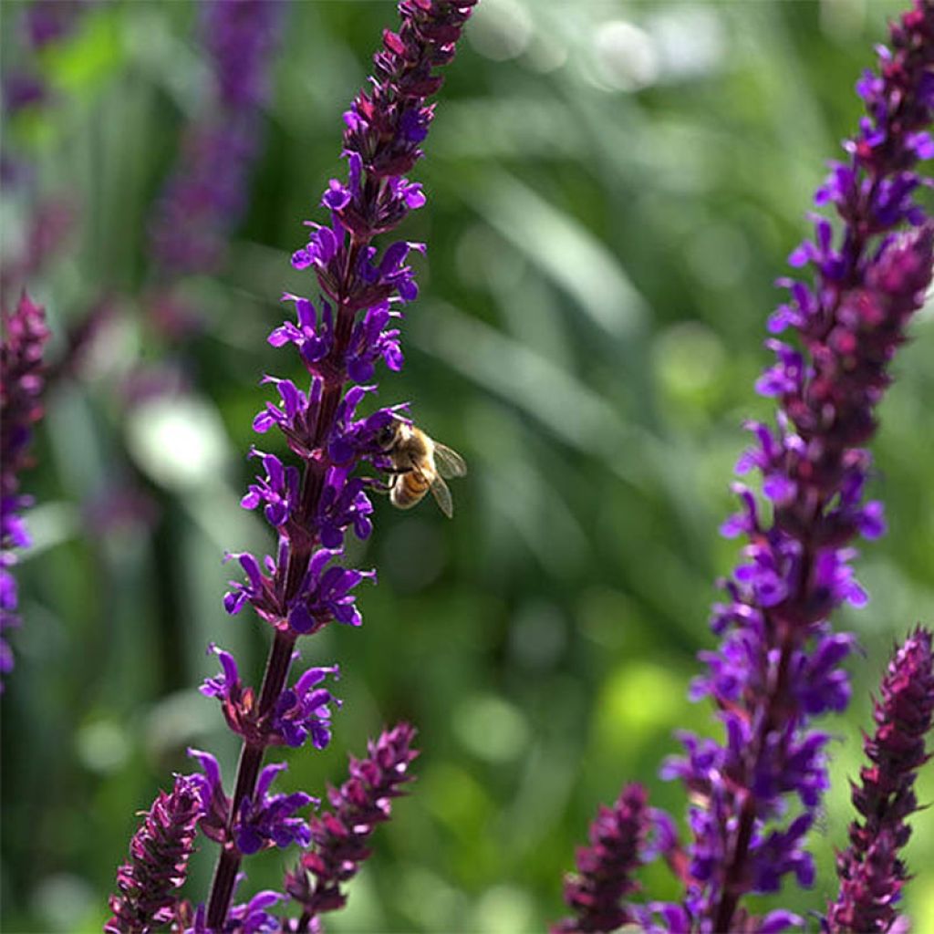 Salvia nemorosa Caradonna