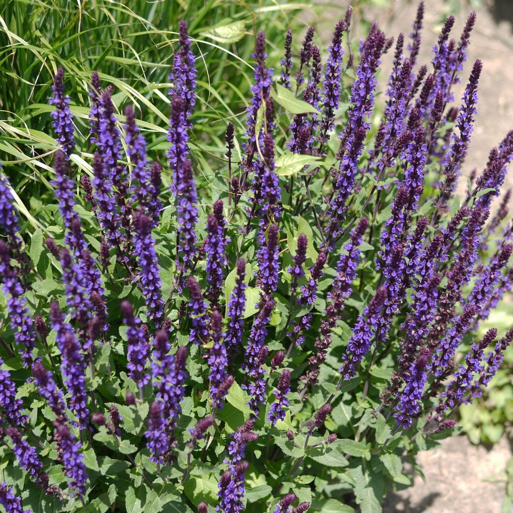 Salvia nemorosa Caradonna