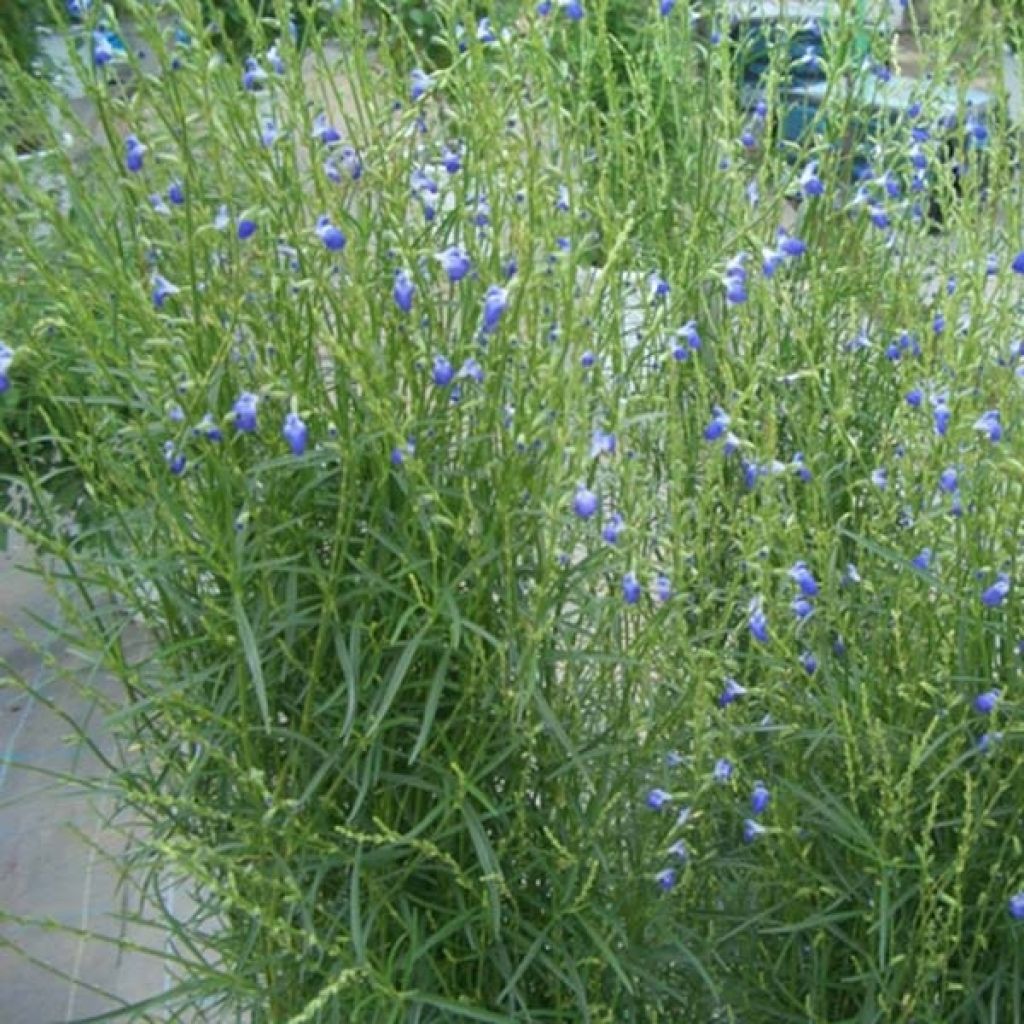 Salvia reptans West Texas form