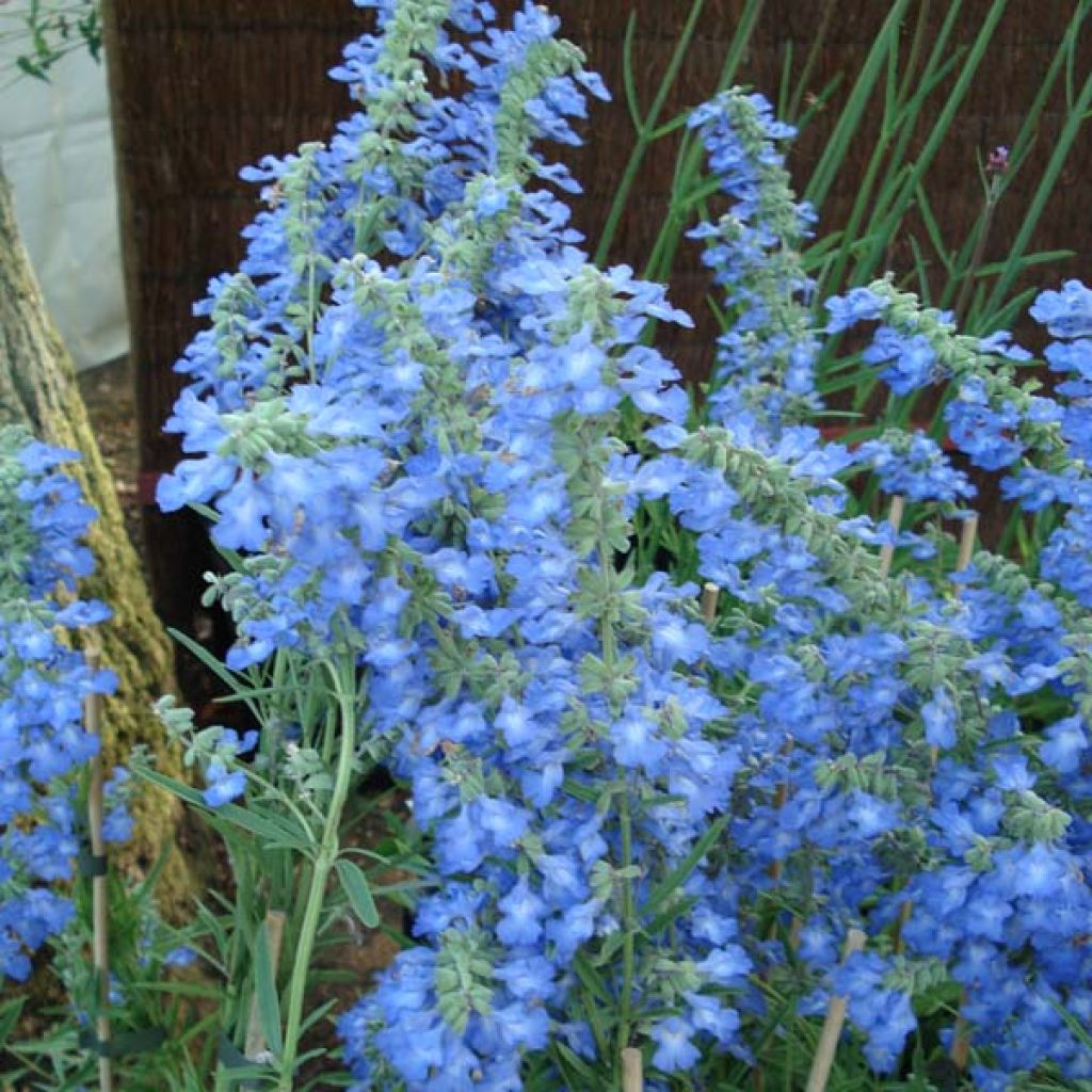 Sauge, Salvia Uliginosa African Skies