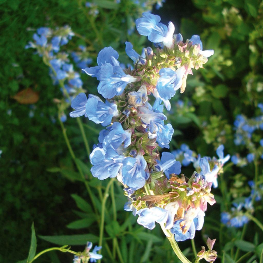 Salvia uliginosa - Salvia delle paludi