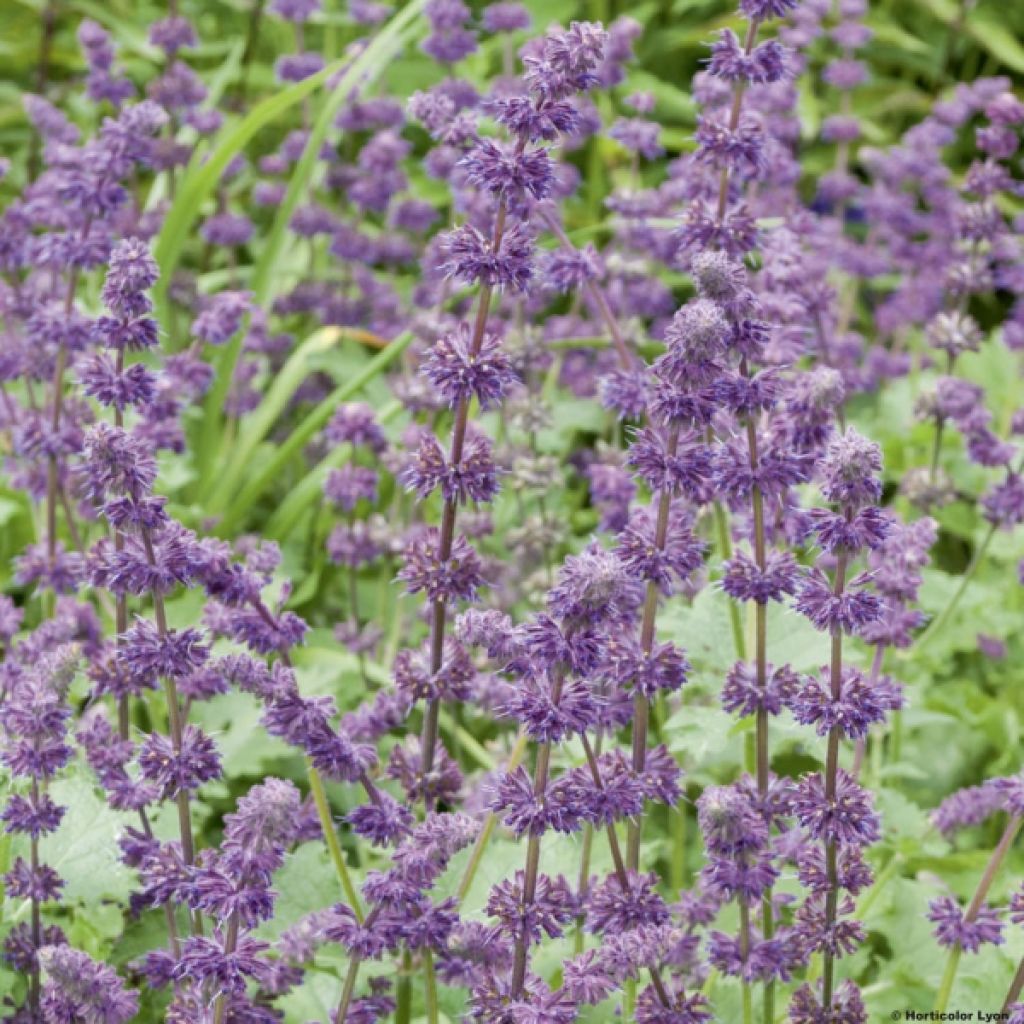 Sauge verticillée - Salvia verticillata Purple Rain