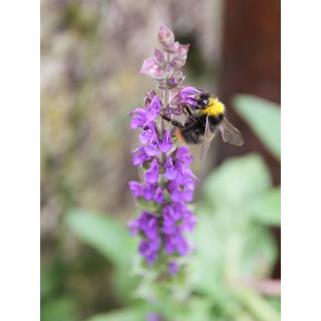 Salvia nemorosa Ostfriesland