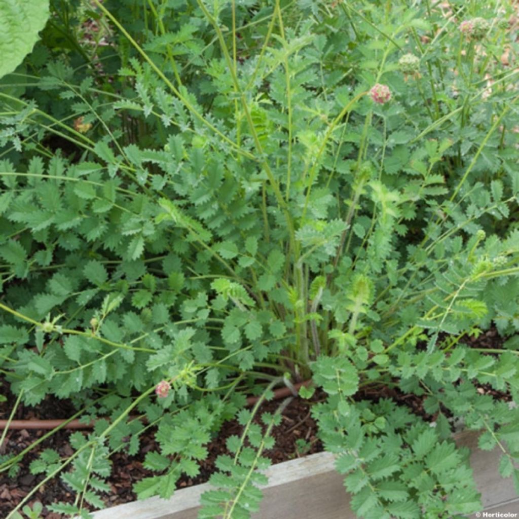 Sanguisorba minor - Pimpinella