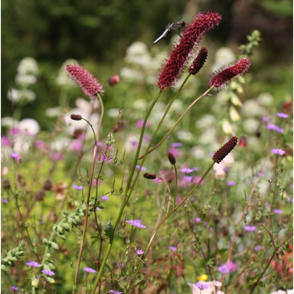 Sanguisorba menziesii