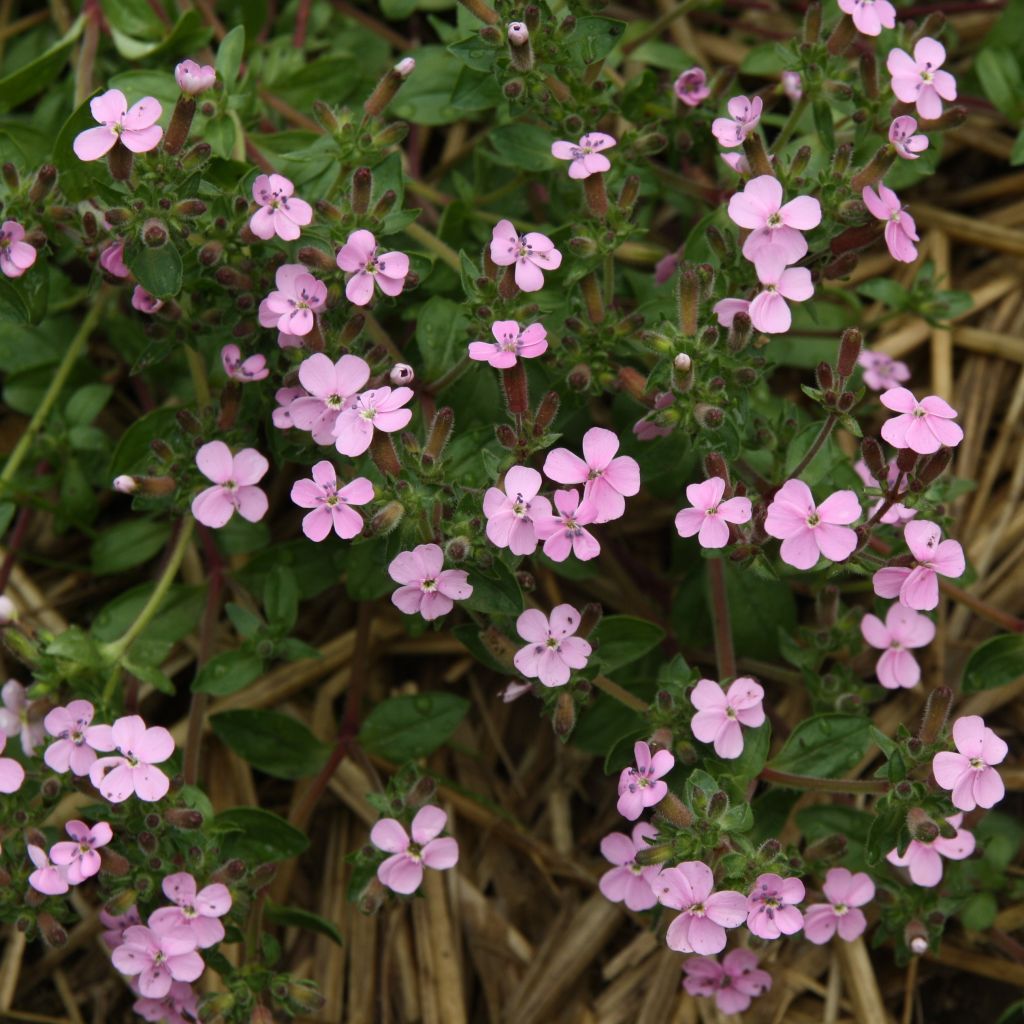 Saponaria ocymoides - Saponaria rossa