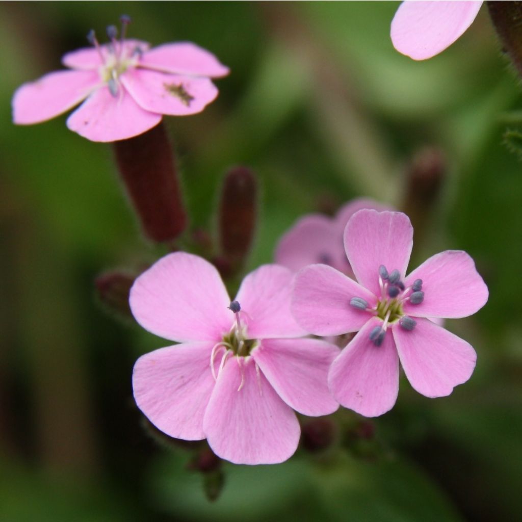 Saponaria ocymoides - Saponaria rossa