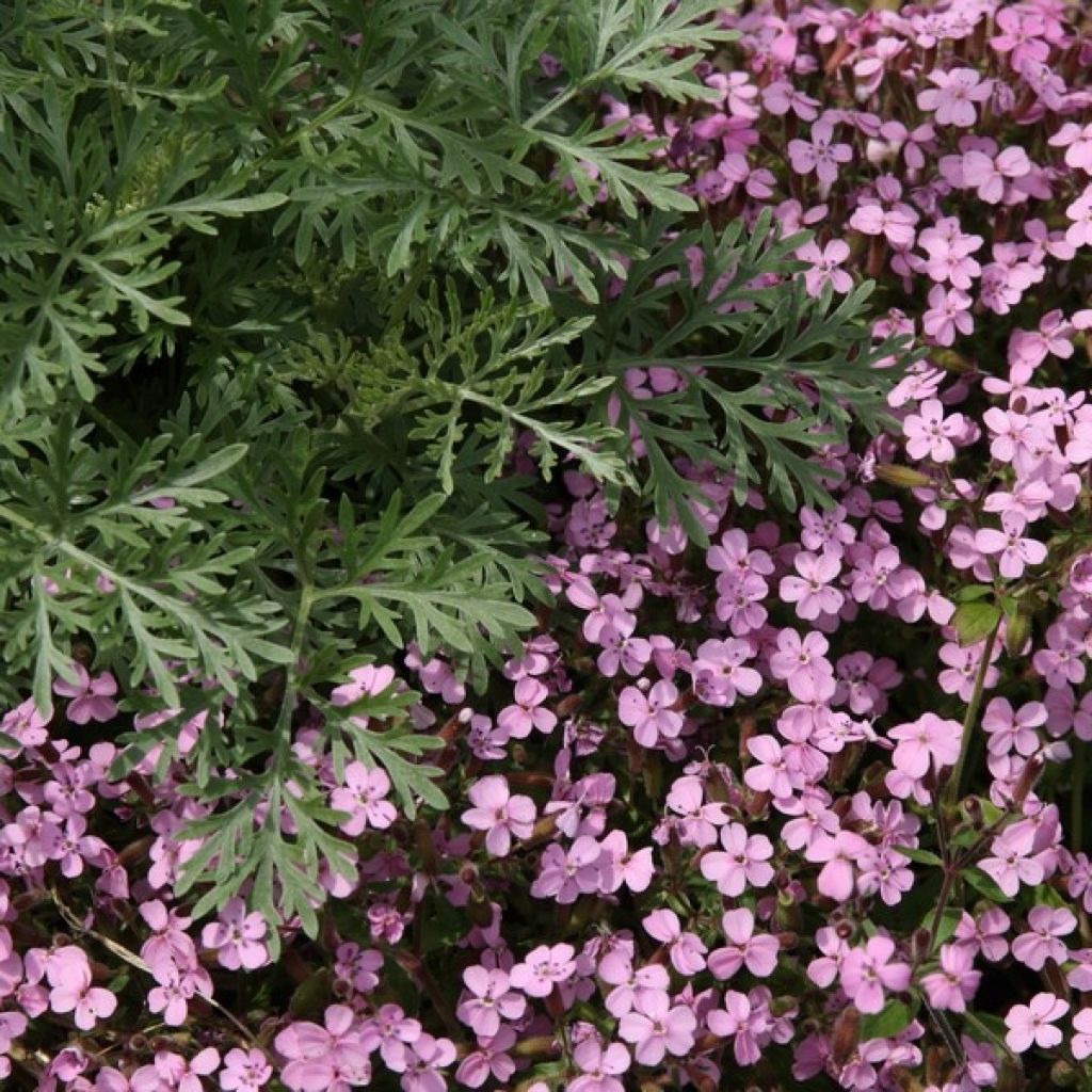 Saponaria ocymoides - Saponaria rossa