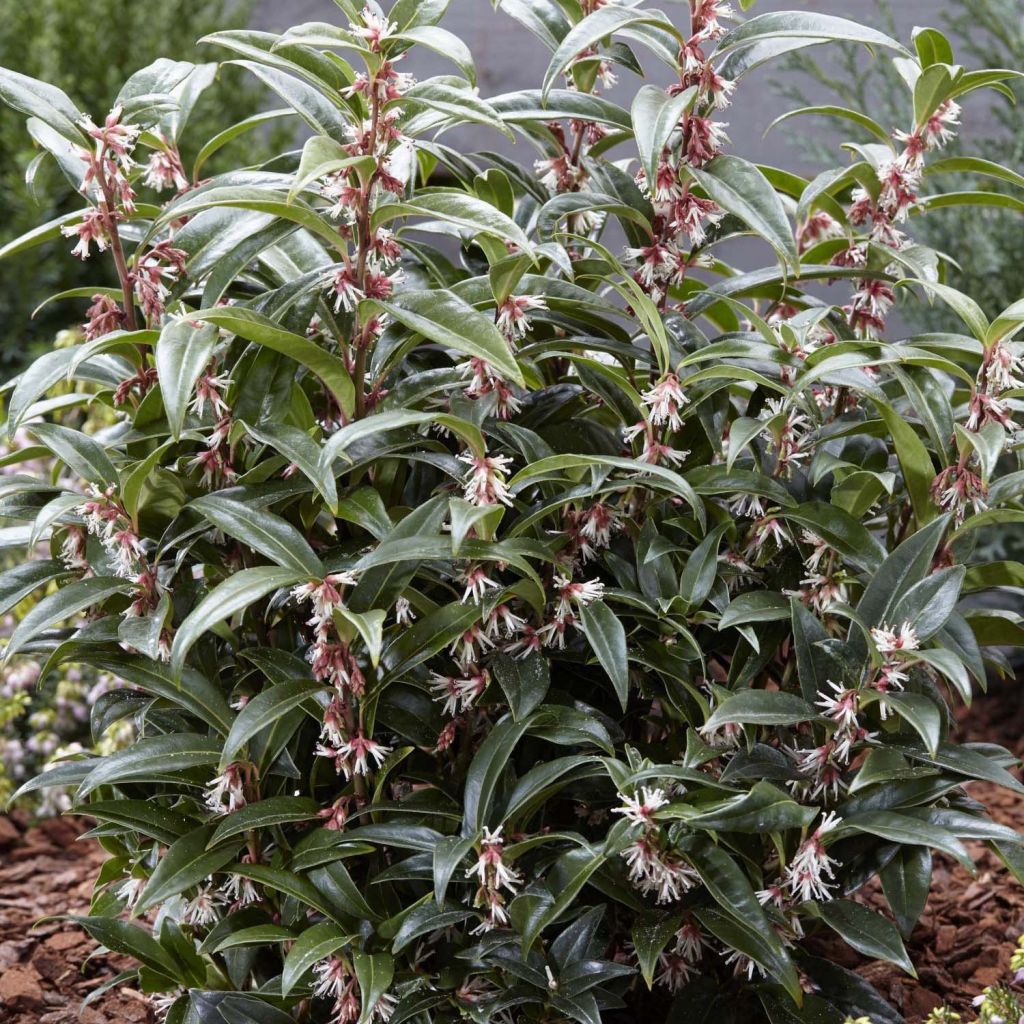 Sarcococca Winter Gem