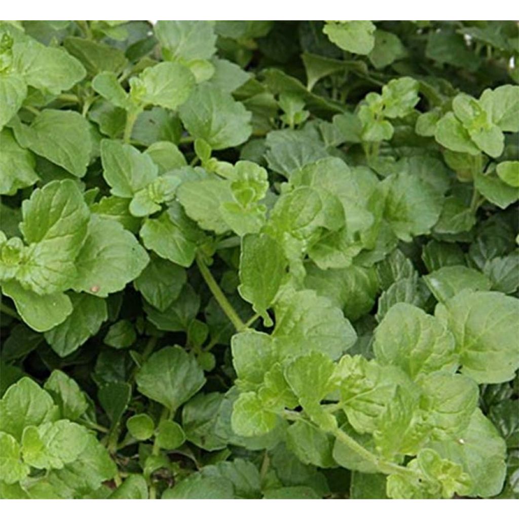 Satureja douglasii Indian Mint - Yerba buena