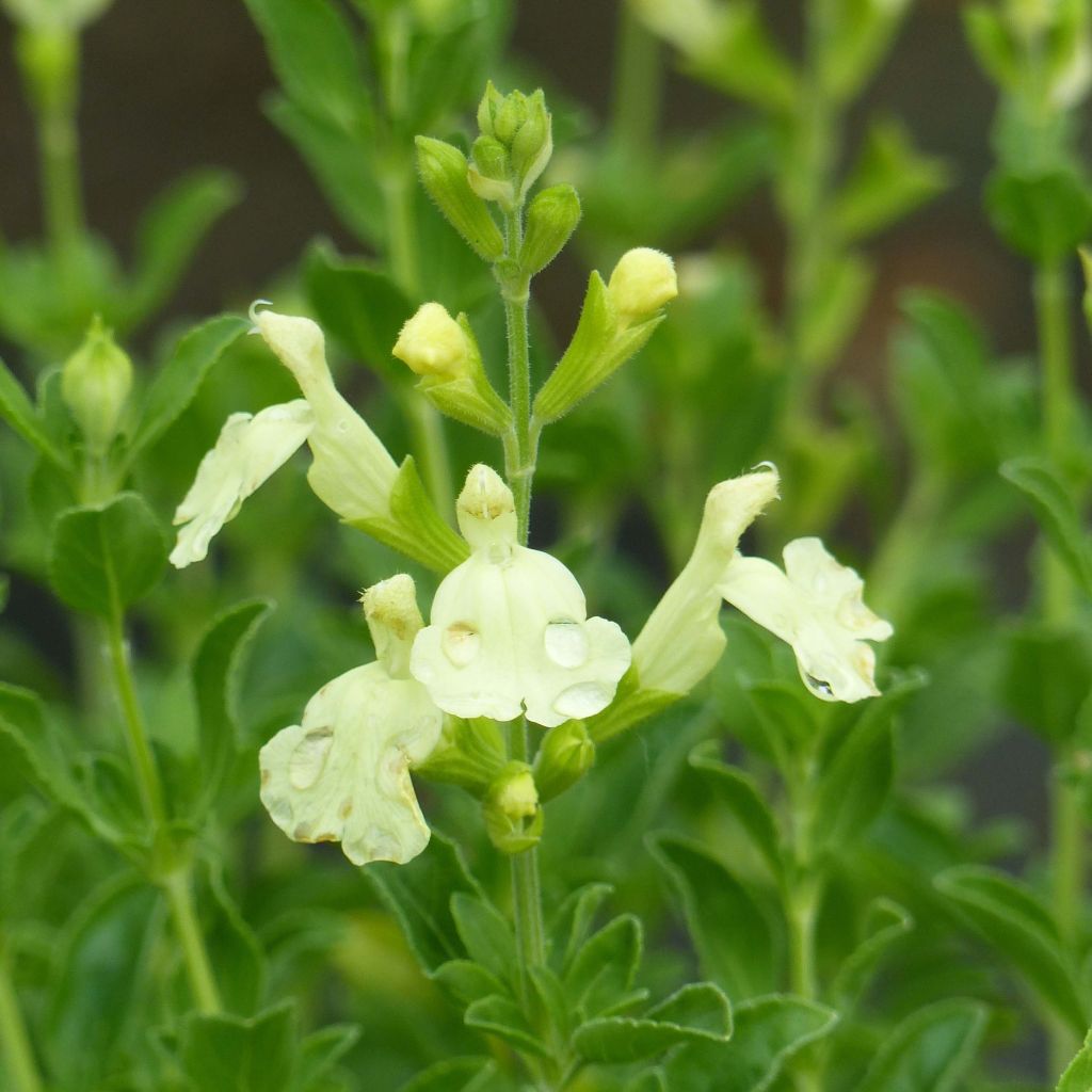 Salvia jamensis Suncrest 'Lemon Light' - Salvia arbustiva