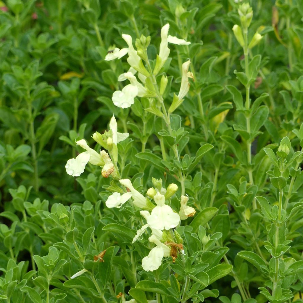 Salvia jamensis Suncrest 'Lemon Light' - Salvia arbustiva