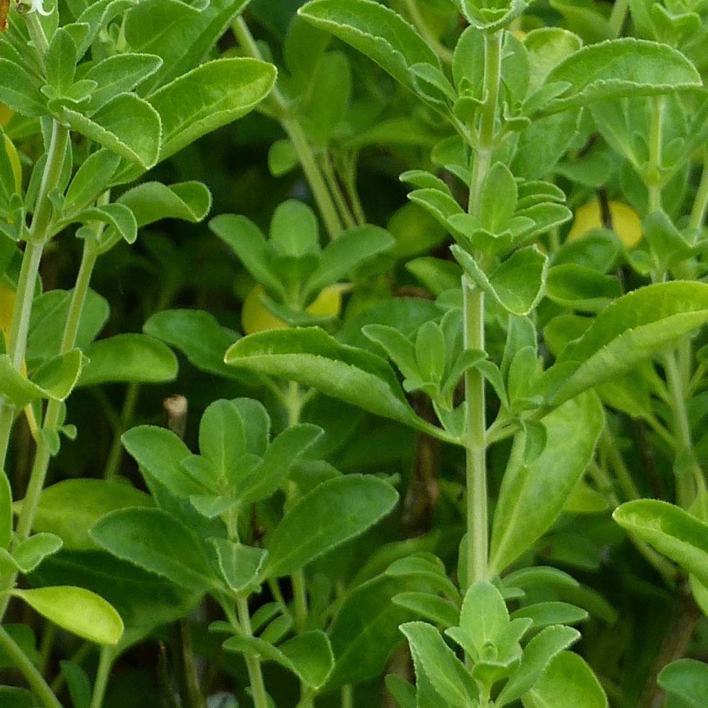 Salvia jamensis Suncrest 'Lemon Light' - Salvia arbustiva