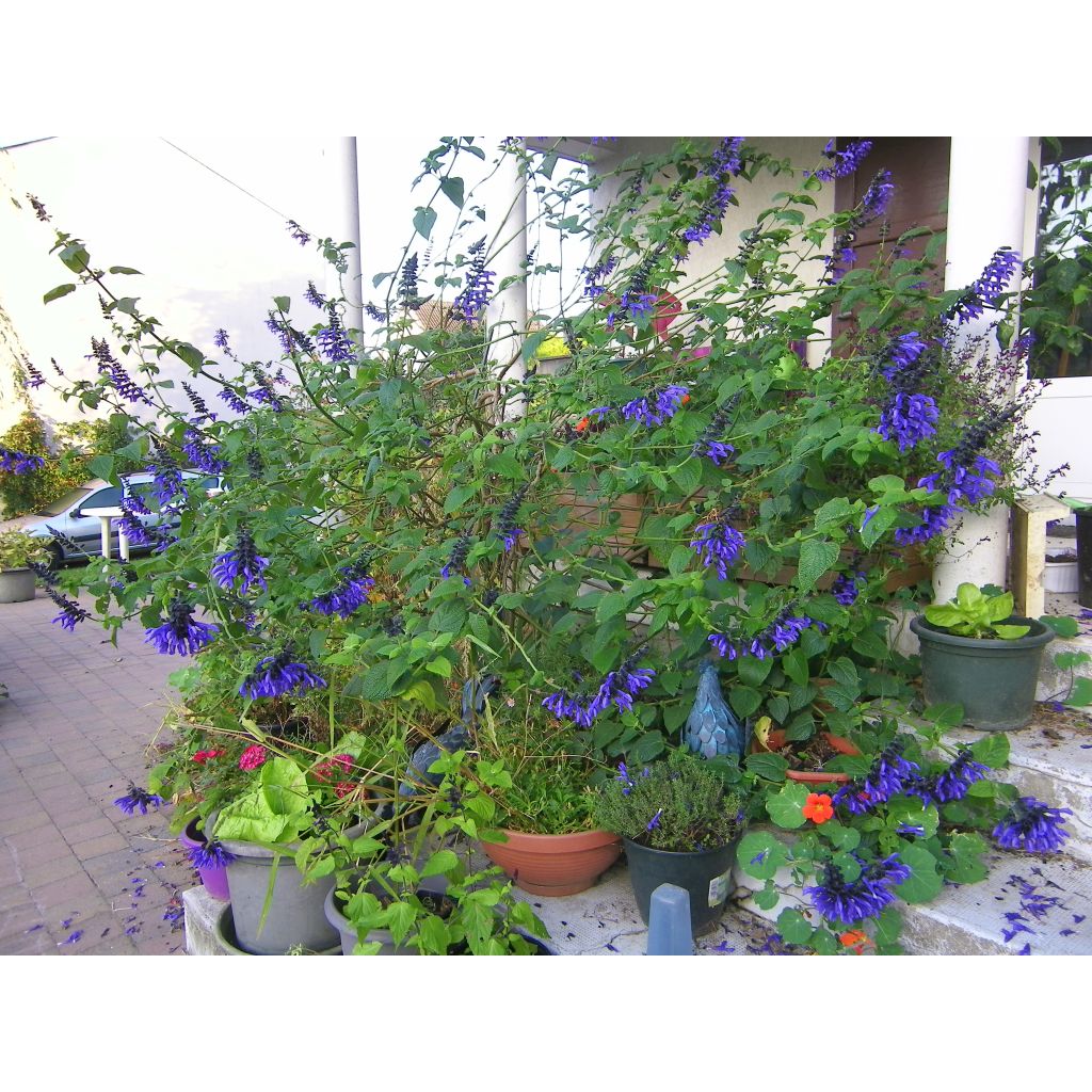 Salvia guaranitica Black and Blue