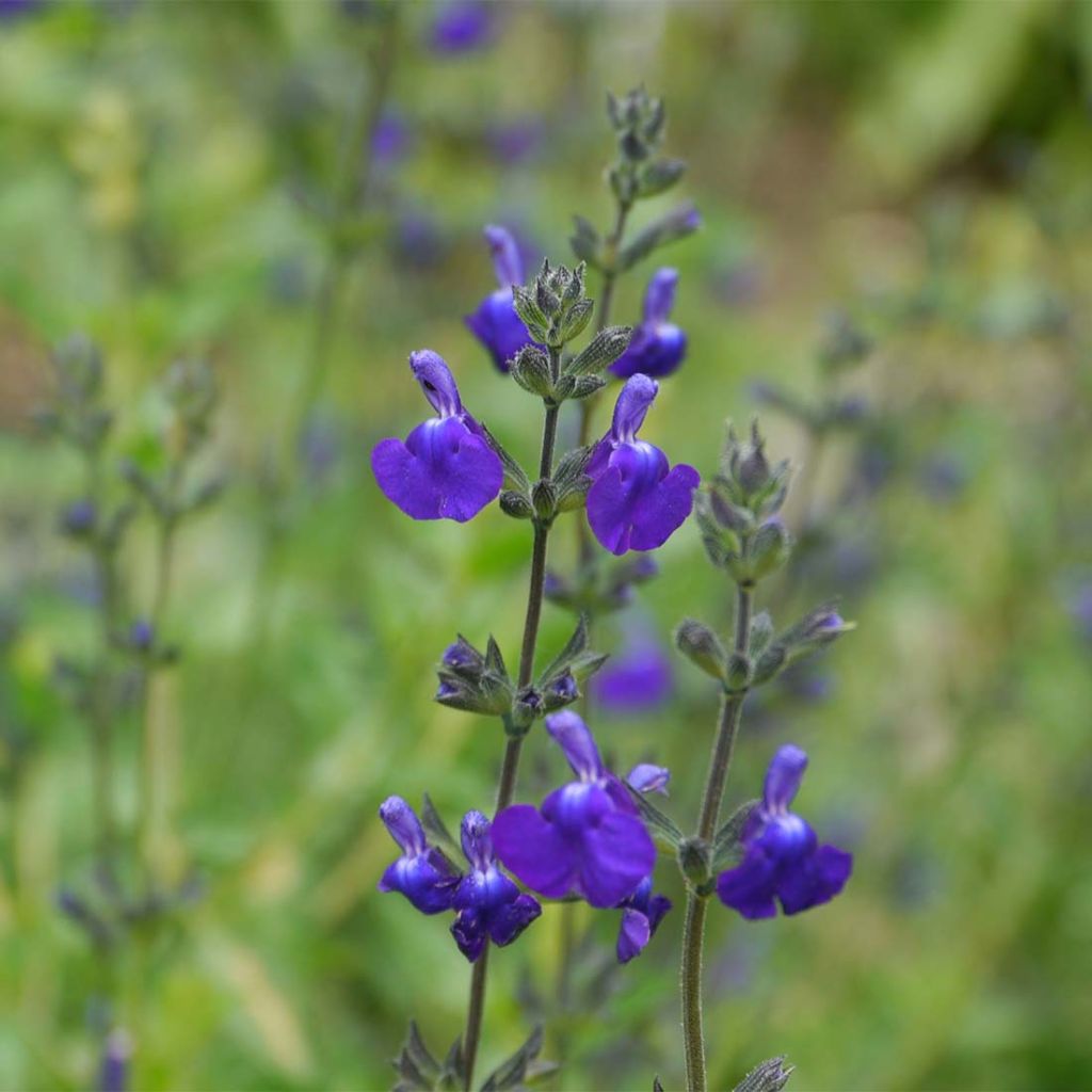 Salvia microphylla Victoria Blue - Salvia arbustiva