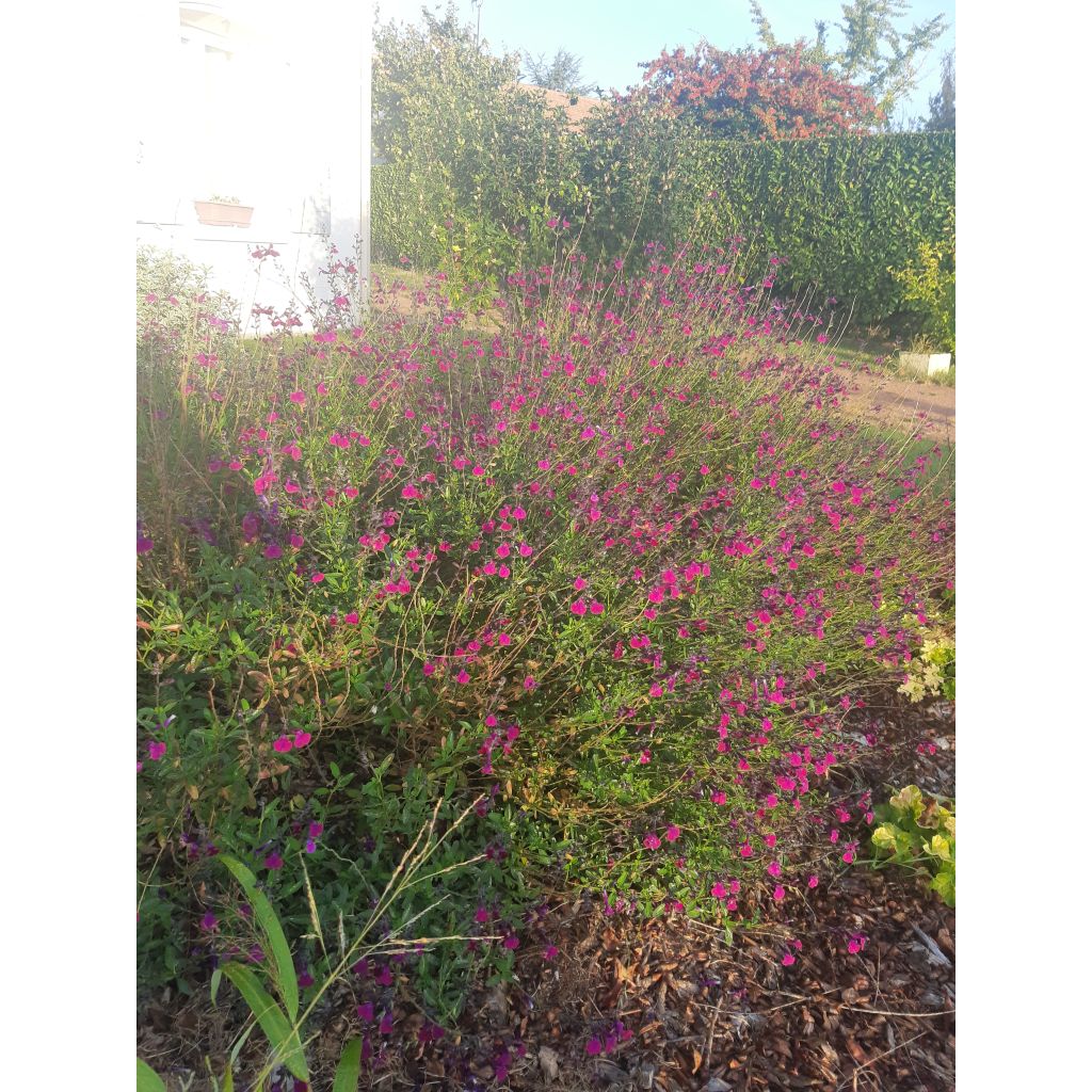 Salvia jamensis Violette de Loire - Salvia arbustiva