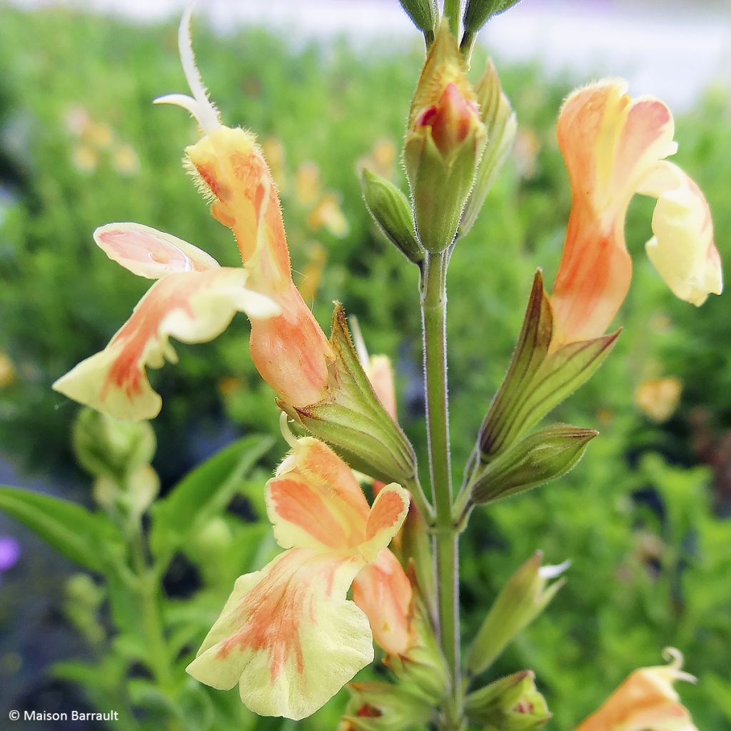 Salvia jamensis Belle de Loire - Salvia arbustiva