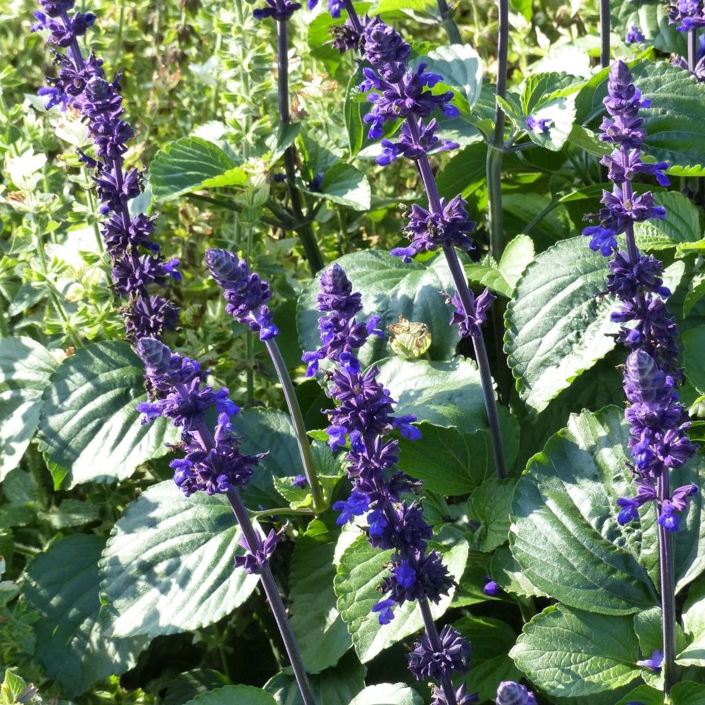 Salvia Big Blue - Salvia arbustiva