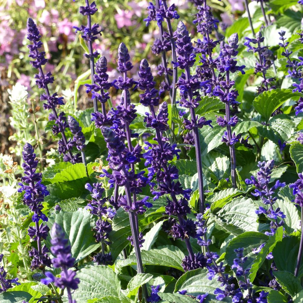 Salvia Big Blue - Salvia arbustiva