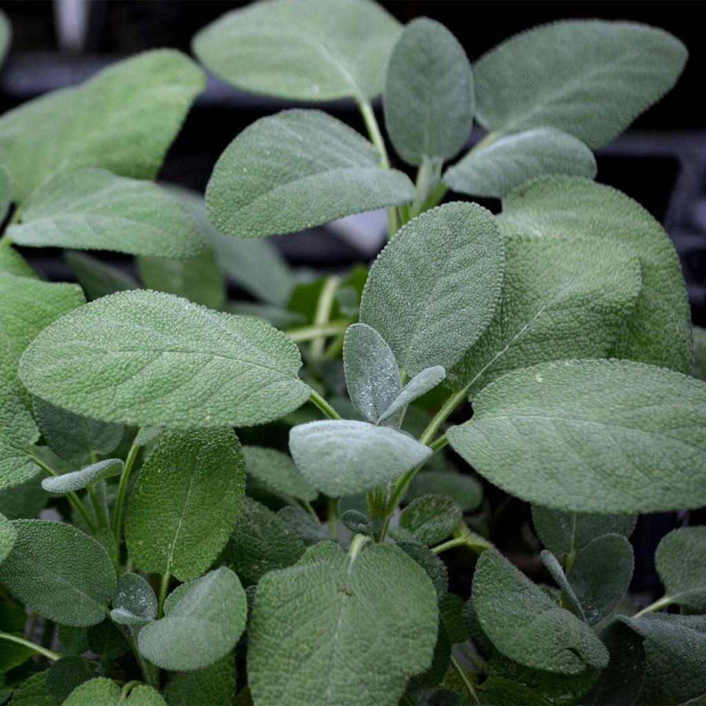 Salvia officinalis Berggarten - Salvia comune