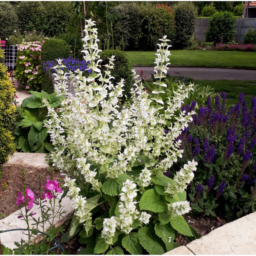 Salvia sclarea Vatican White - Salvia moscatella