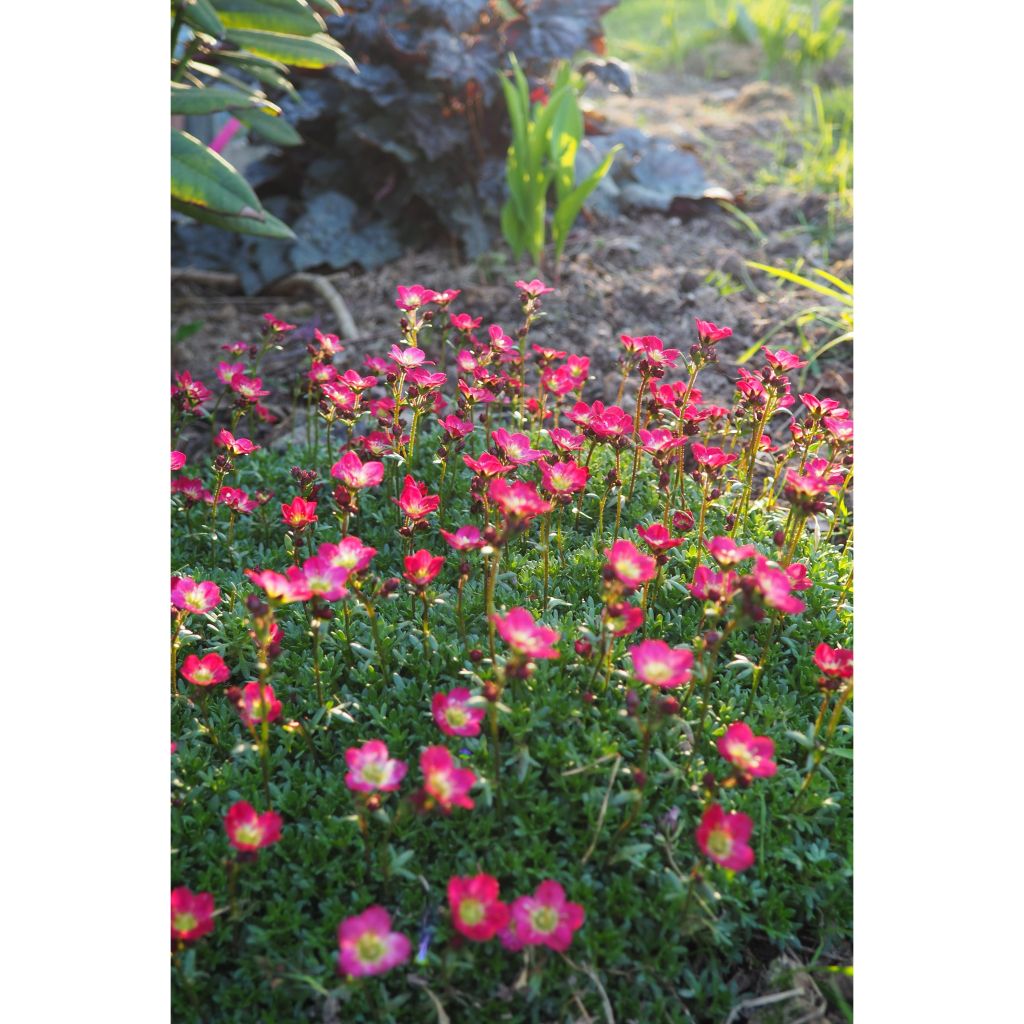 Saxifraga arendsii Peter Pan - Sassifraga