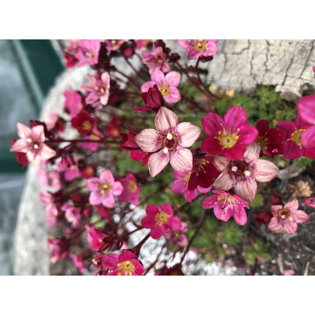 Saxifraga arendsii Peter Pan - Sassifraga