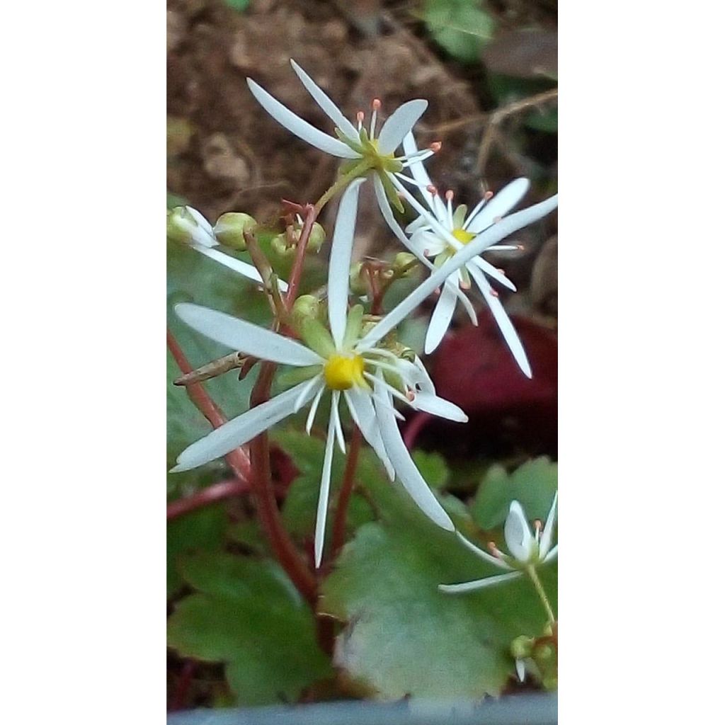 Saxifraga fortunei Wada - Sassifraga