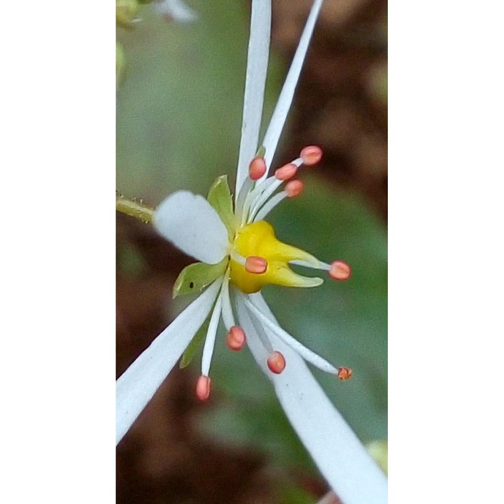 Saxifraga fortunei Wada - Sassifraga