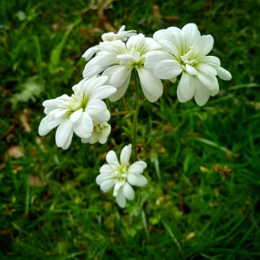 Saxifraga granulata Flore Pleno - Sassifraga