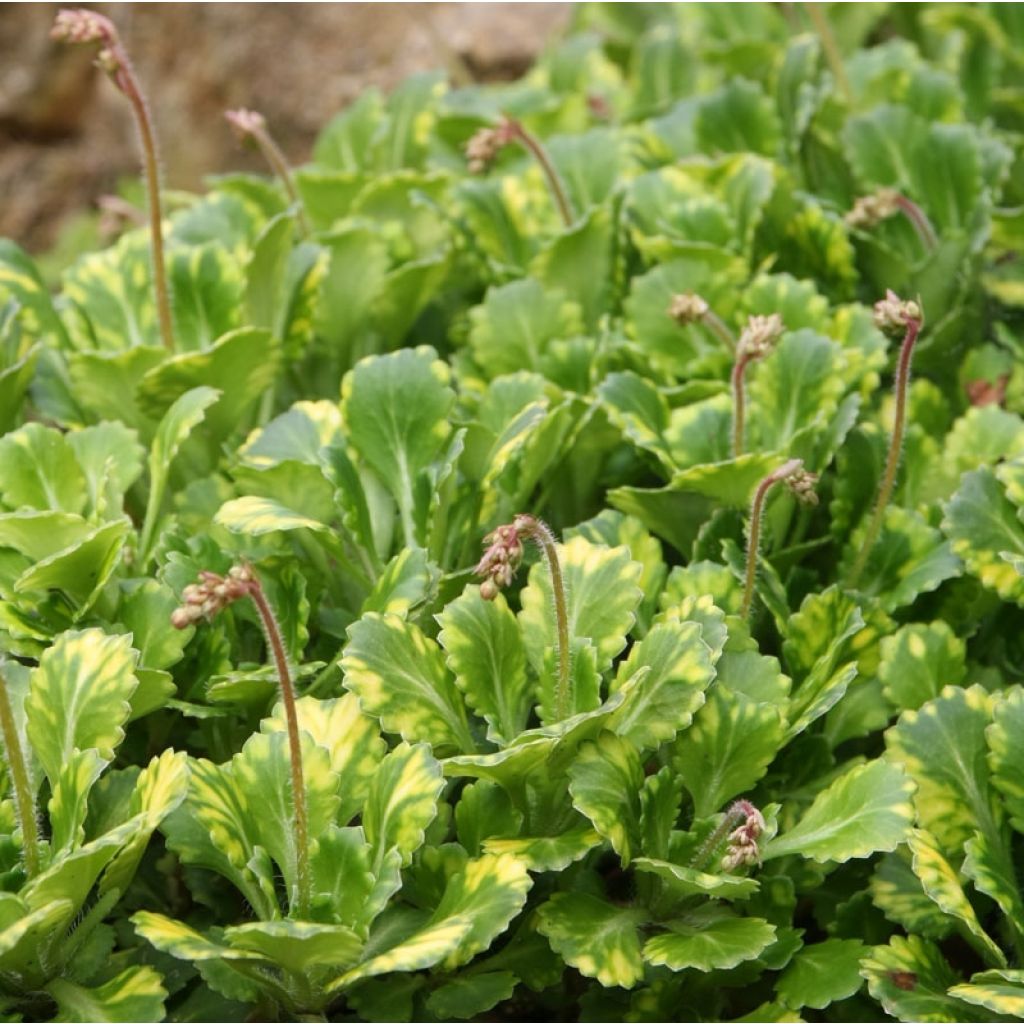 Saxifraga umbrosa Variegata - Sassifraga