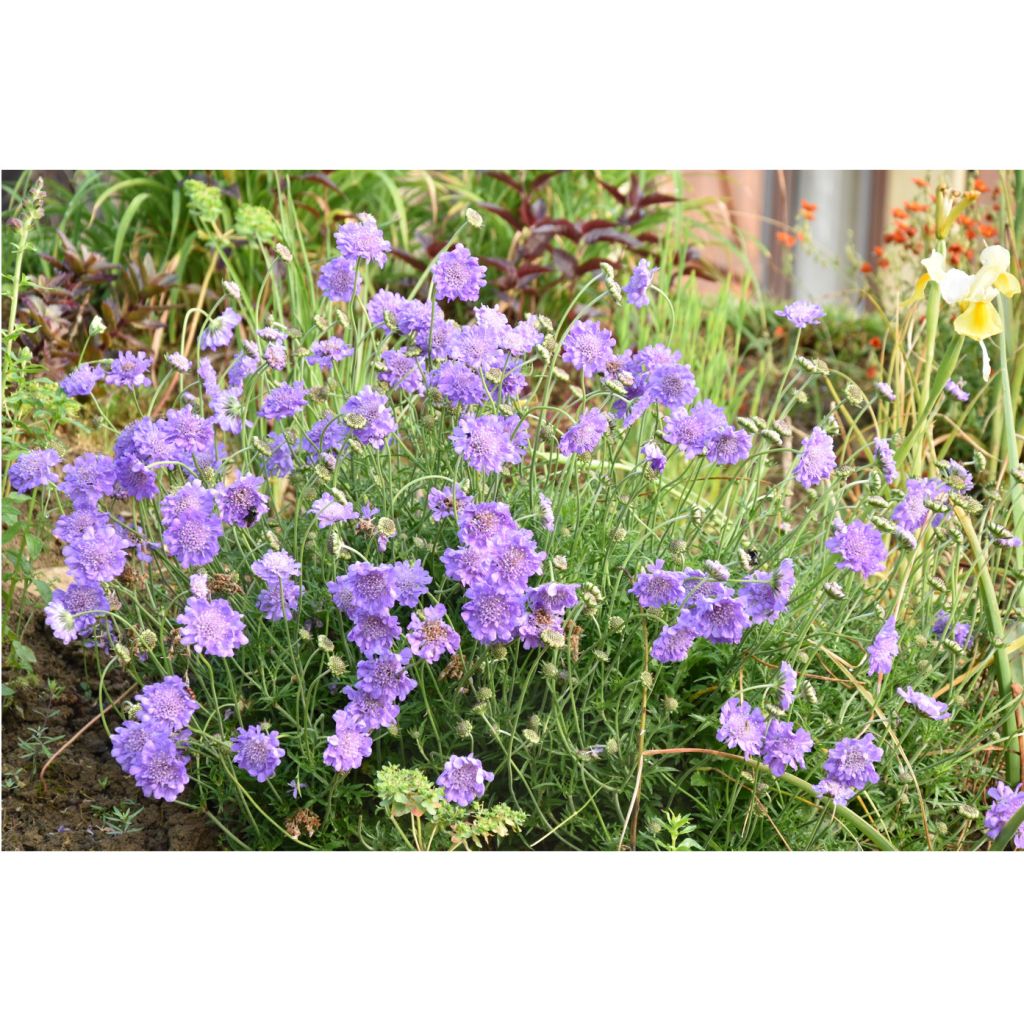 Scabiosa columbaria Butterfly Blue - Vedovina selvatica