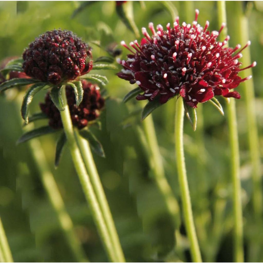 Scabiosa atropurpurea Chile Black