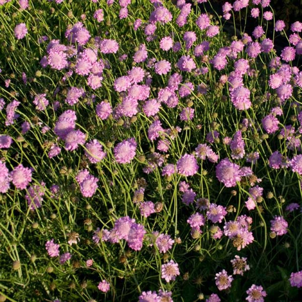 Scabiosa columbaria Pink Mist - Vedovina selvatica