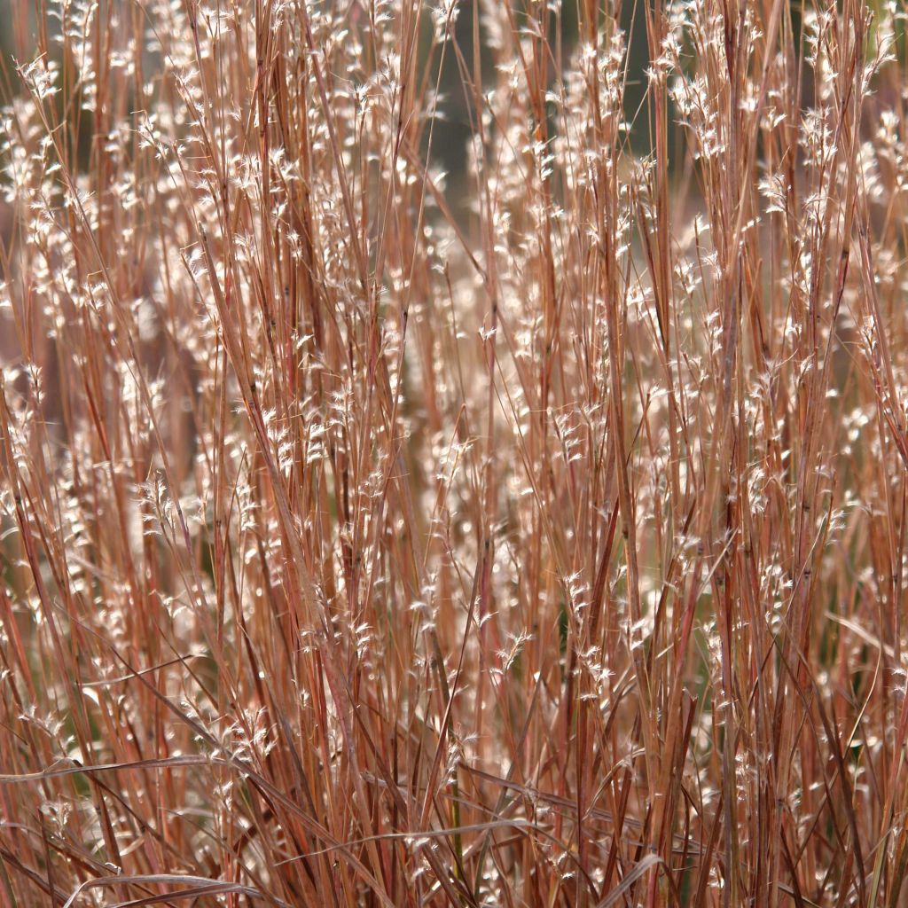 Schizachyrium scoparium Standing Ovation