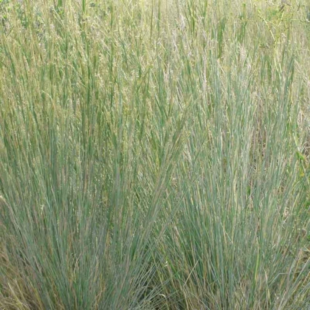 Schizachyrium scoparium Blue Heaven