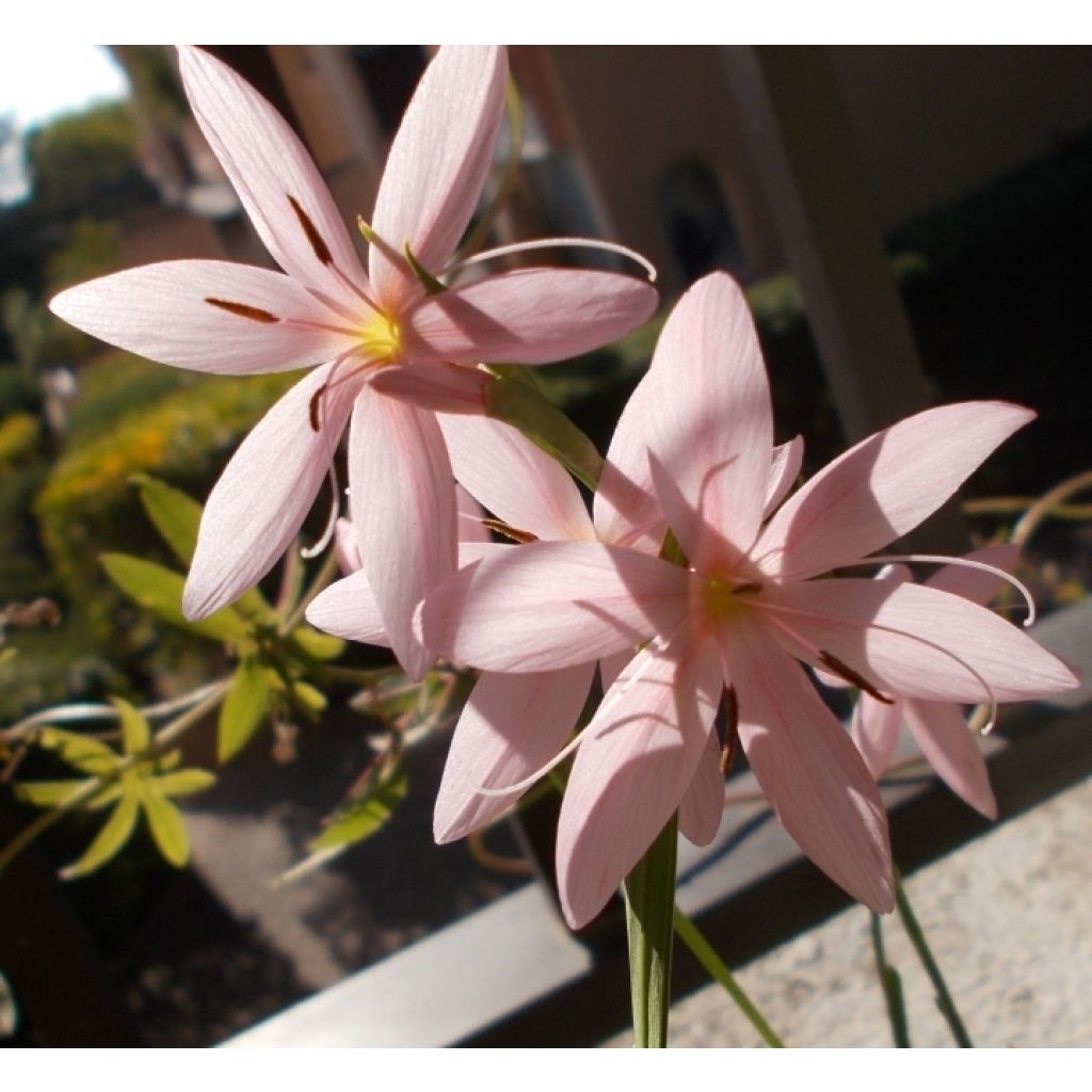 Schizostylis coccinea Mrs Hegarty