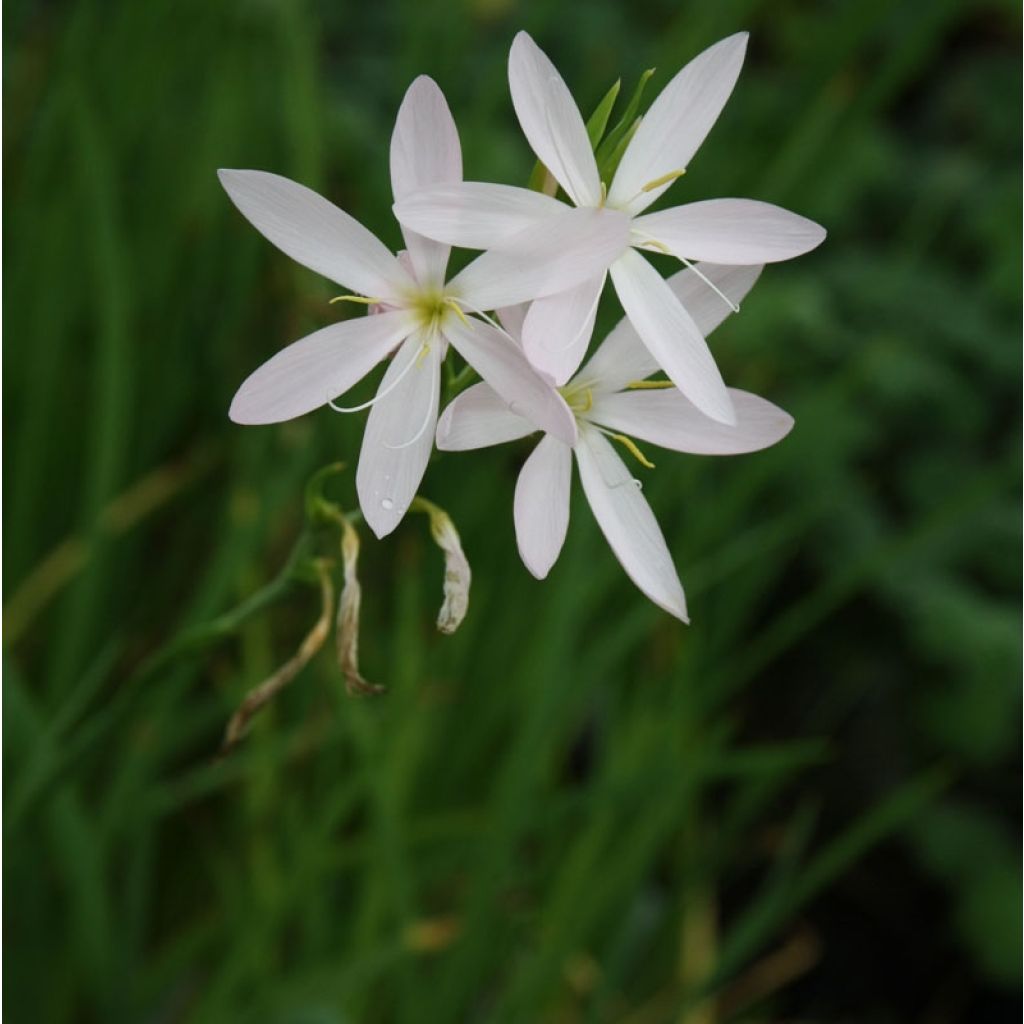 Schizostylis coccinea Alba