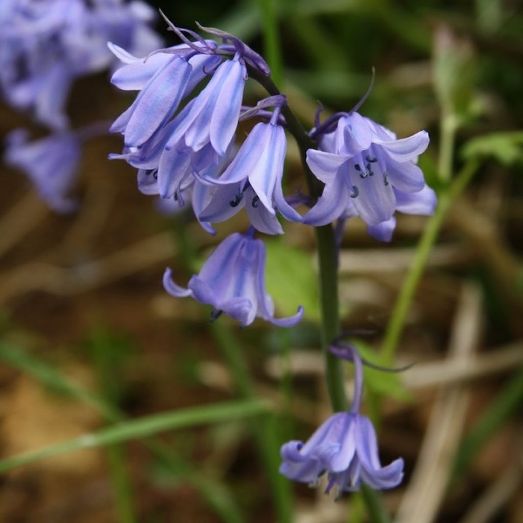 Hyacinthoides hispanica - Giacinto a campanelle