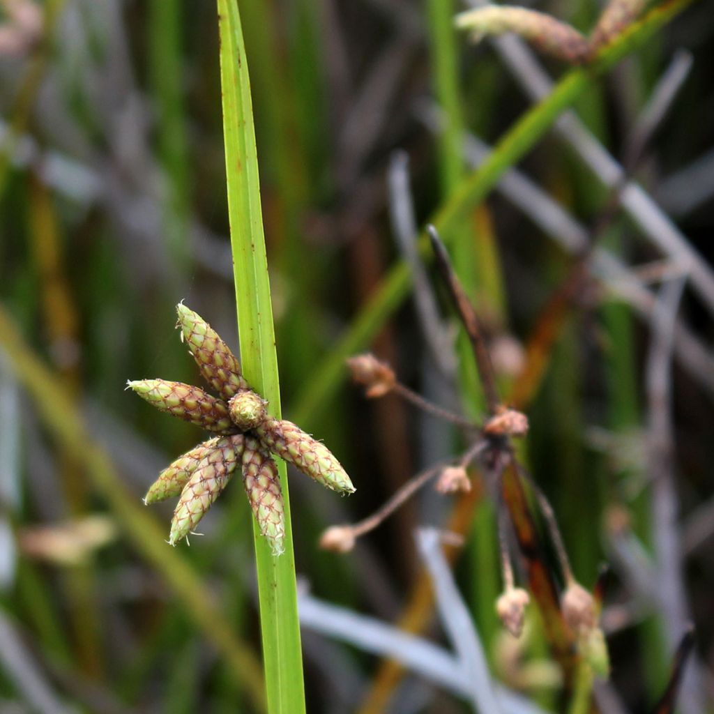 Scirpus mucronatus - Lisca mucronata