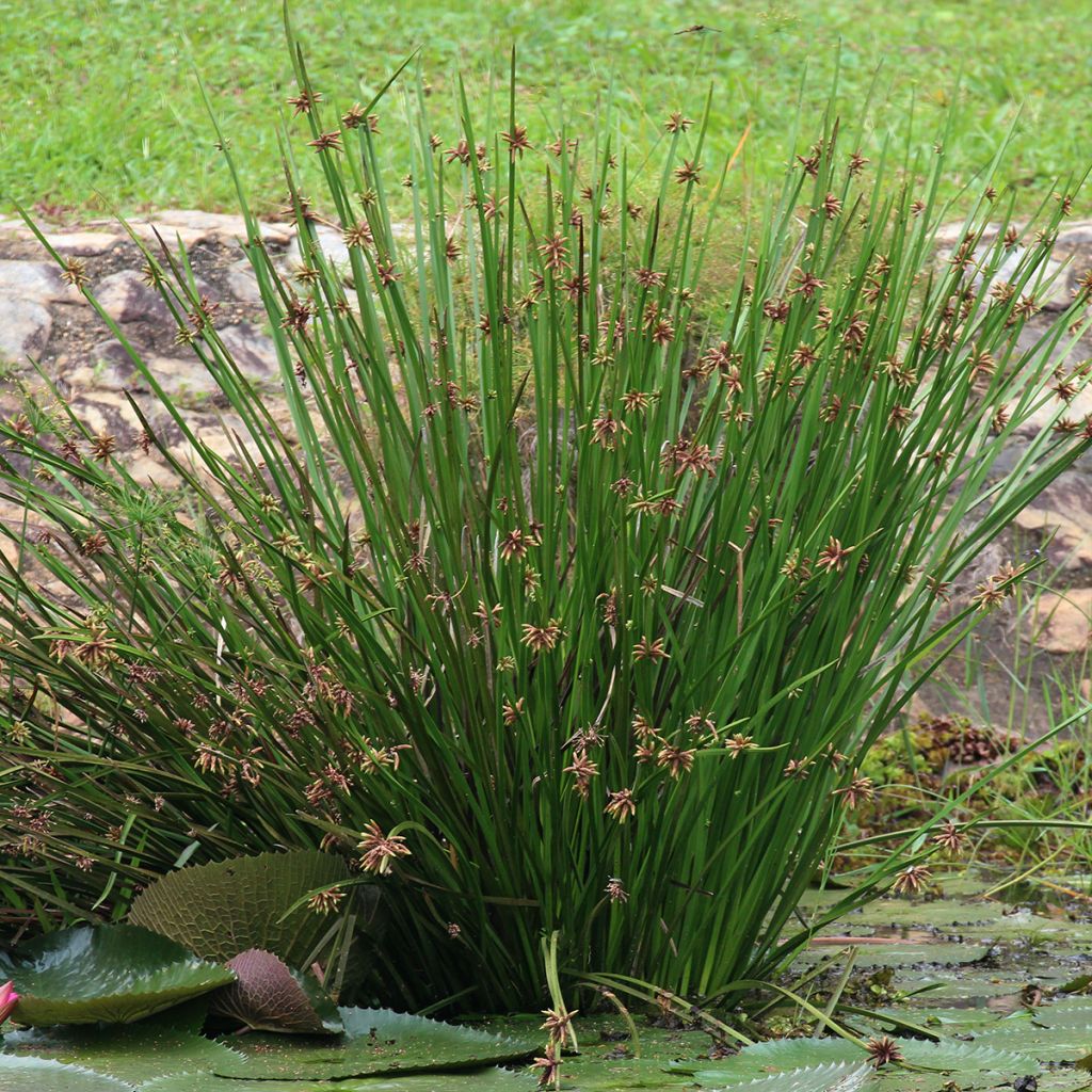 Scirpus mucronatus - Lisca mucronata