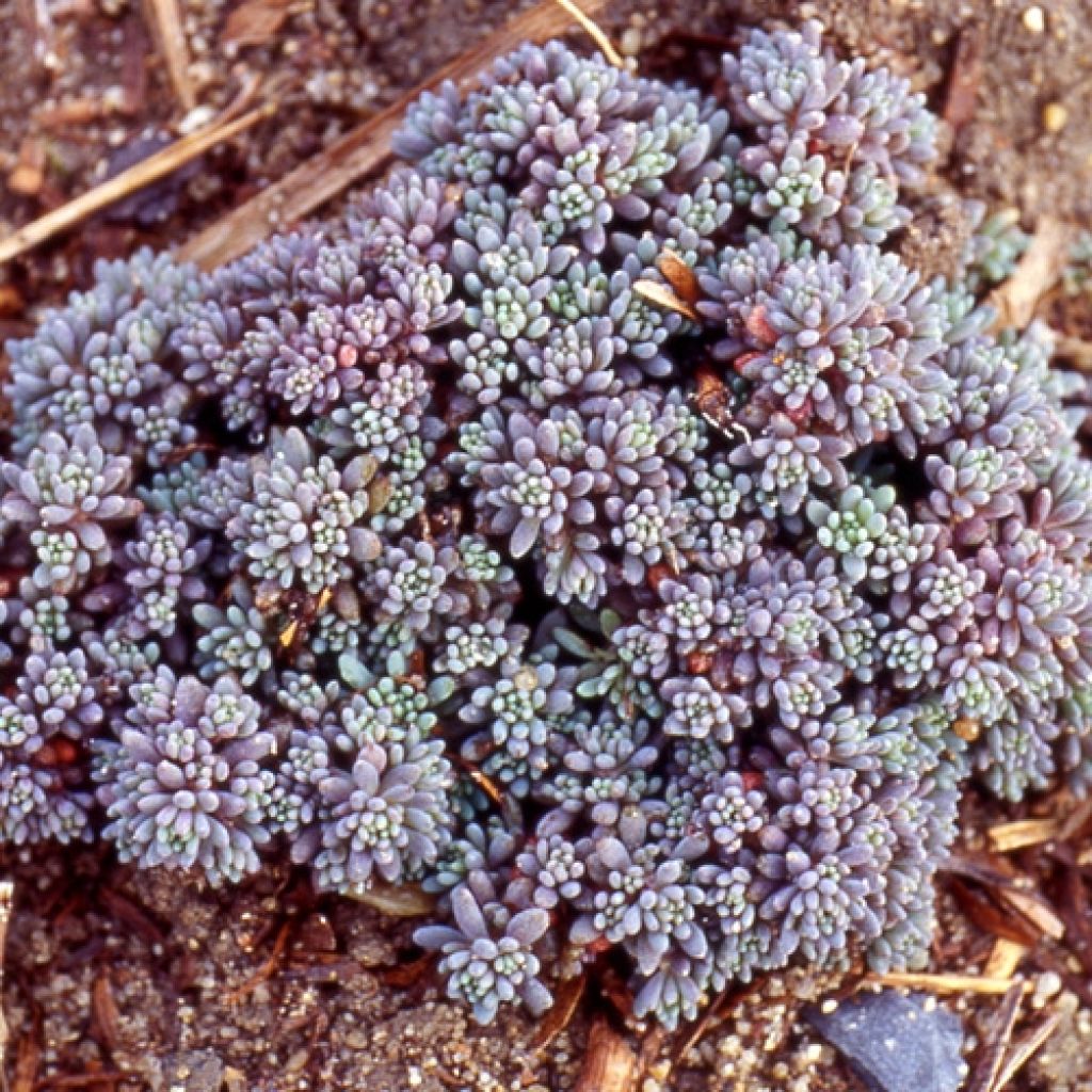 Sedum lydium Glaucum