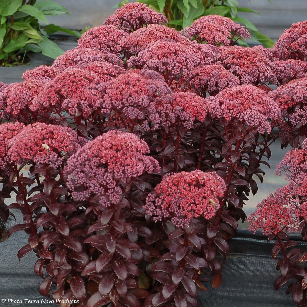 Sedum telephium Dark Magic